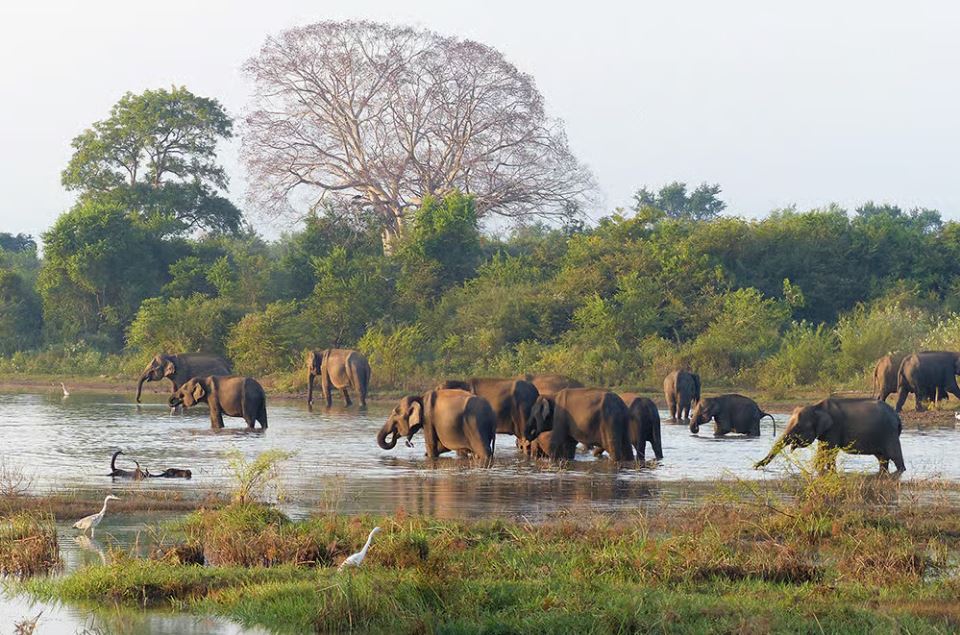 Sri Lankan Elephants (Elephas maximus maximus)-Wilpattu National Park
